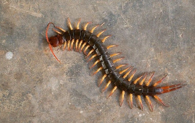 centipede crawling around on floor in a home