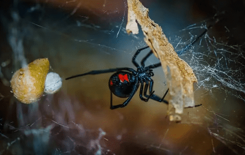 black widow spider in a web