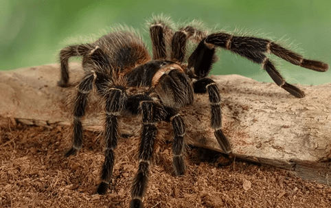 tarantula in a garden
