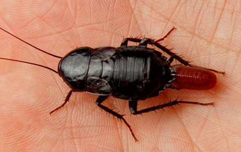 up close image of an oriental cockroach on a human hand