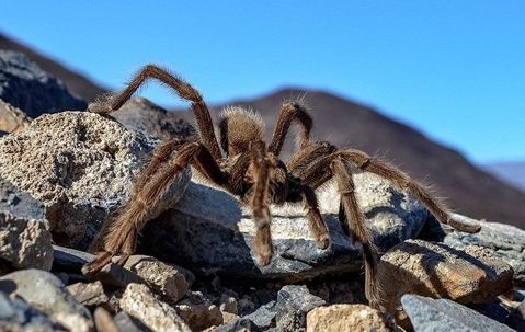 tarantula on rocks