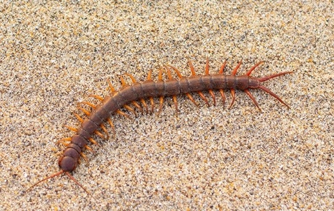 a centipede inside a house