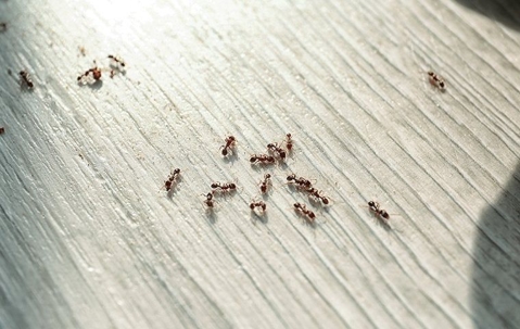 ants crawling on floor