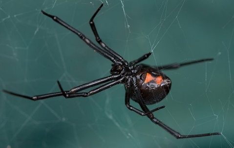 black widow spider in web