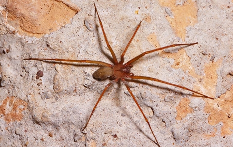 a brown recluse spider crawling