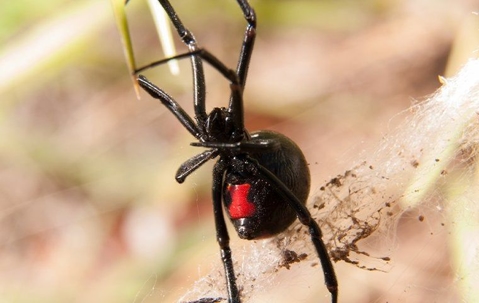 black widow spider in a web