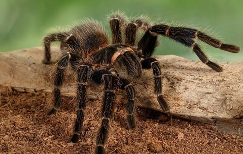 tarantula crawling in a garden