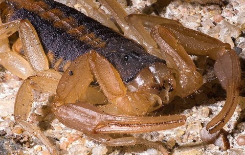 a scorpion up close
