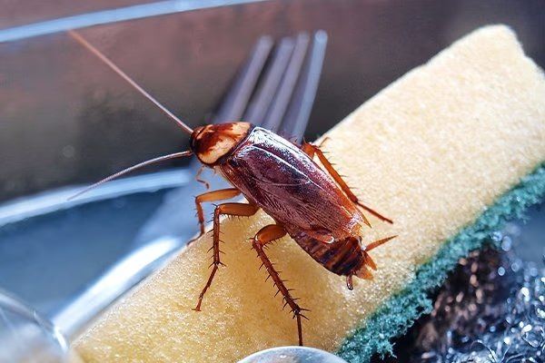 Cockroach sitting in a kitchen sink