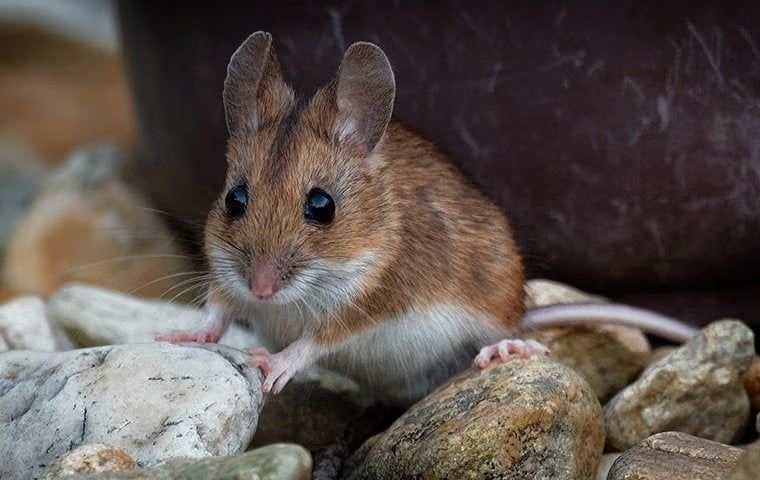 mouse hiding under a rock