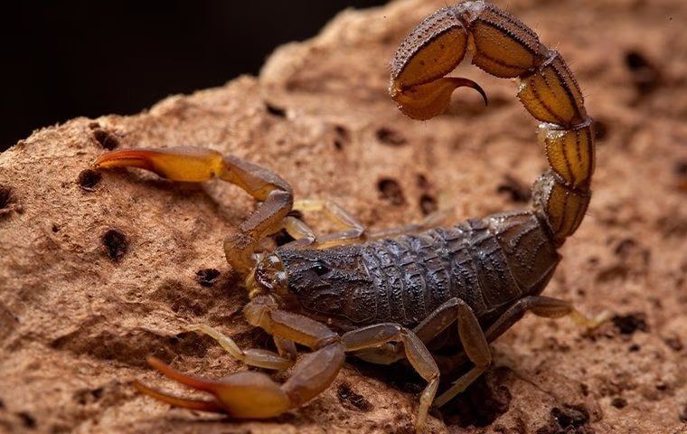 scorpion in New Mexico