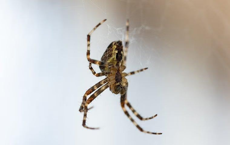 spider hanging on a web